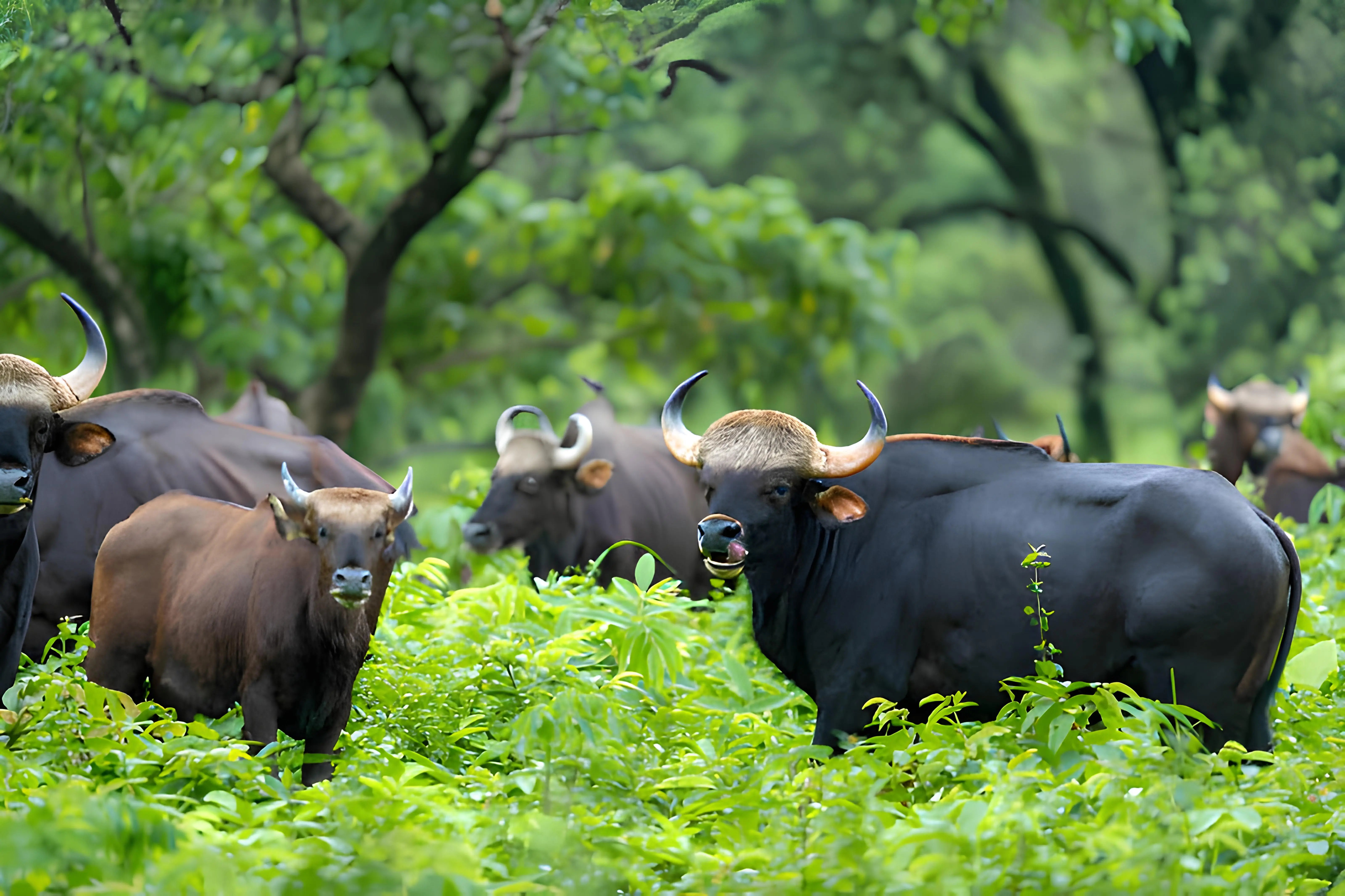 Manas National Park